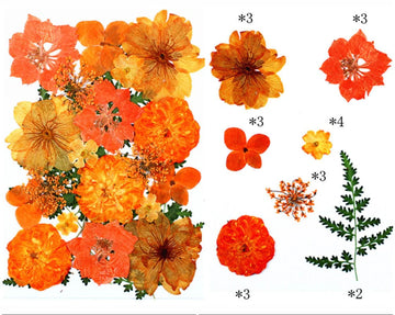 21 IN 1 PRESSED FLOWERS FL179