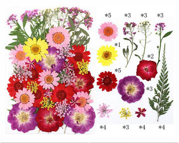 40 In 1 Pressed Flowers Fl145