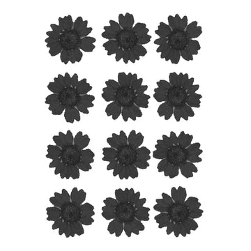 Black Daisy Pressed Dry Flower 2015/81086