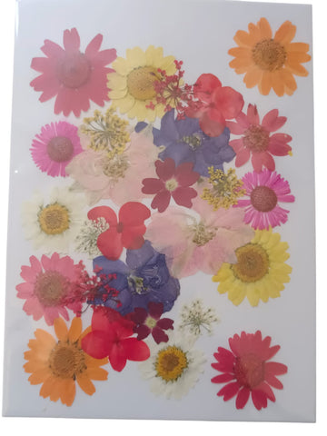 PRESSED DRY FLOWER068
