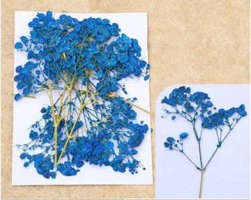 ROYAL BLUE BABY BREATH PRESSED FLOWER FL1102