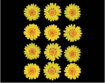 YELLOW DAISY PRESSED DRY FLOWER FL2002