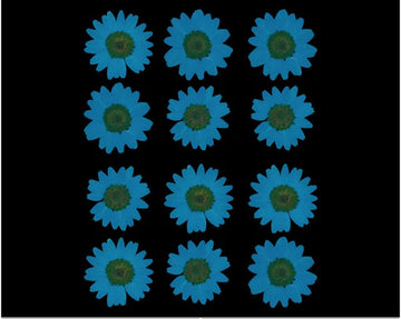 FIROZI DAISY PRESSED DRY FLOWER FL2007