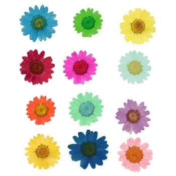 12 IN 1 MULTY PRESSED DRY DAISY FLOWERS 81076