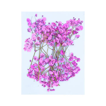 Fluorescent Pink Baby Breath Pressed Flower FL1114