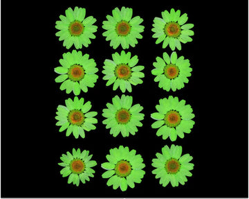 Parrot Daisy Pressed Dry Flower Fl2011