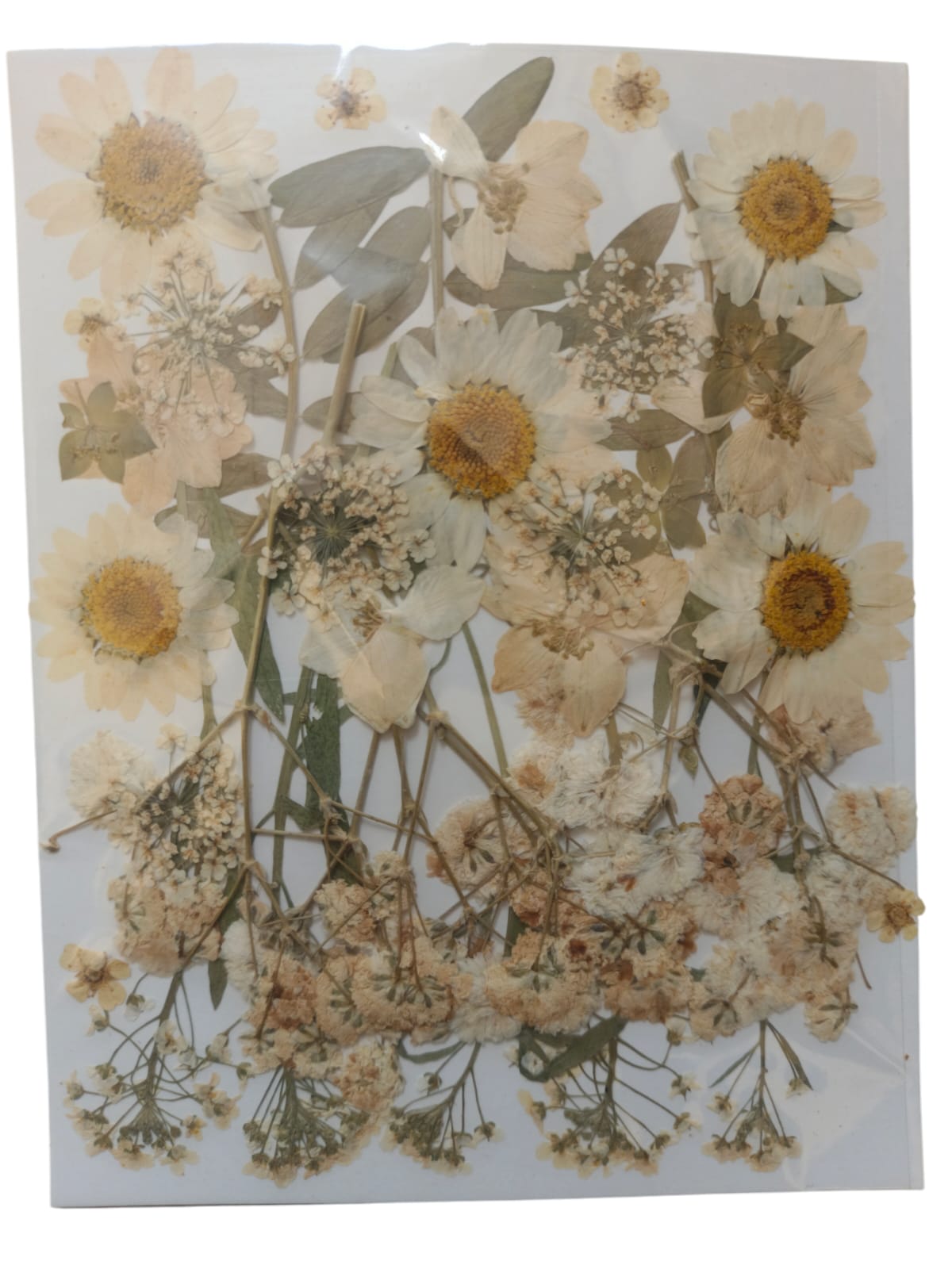 PRESSED DRY FLOWER DF11611