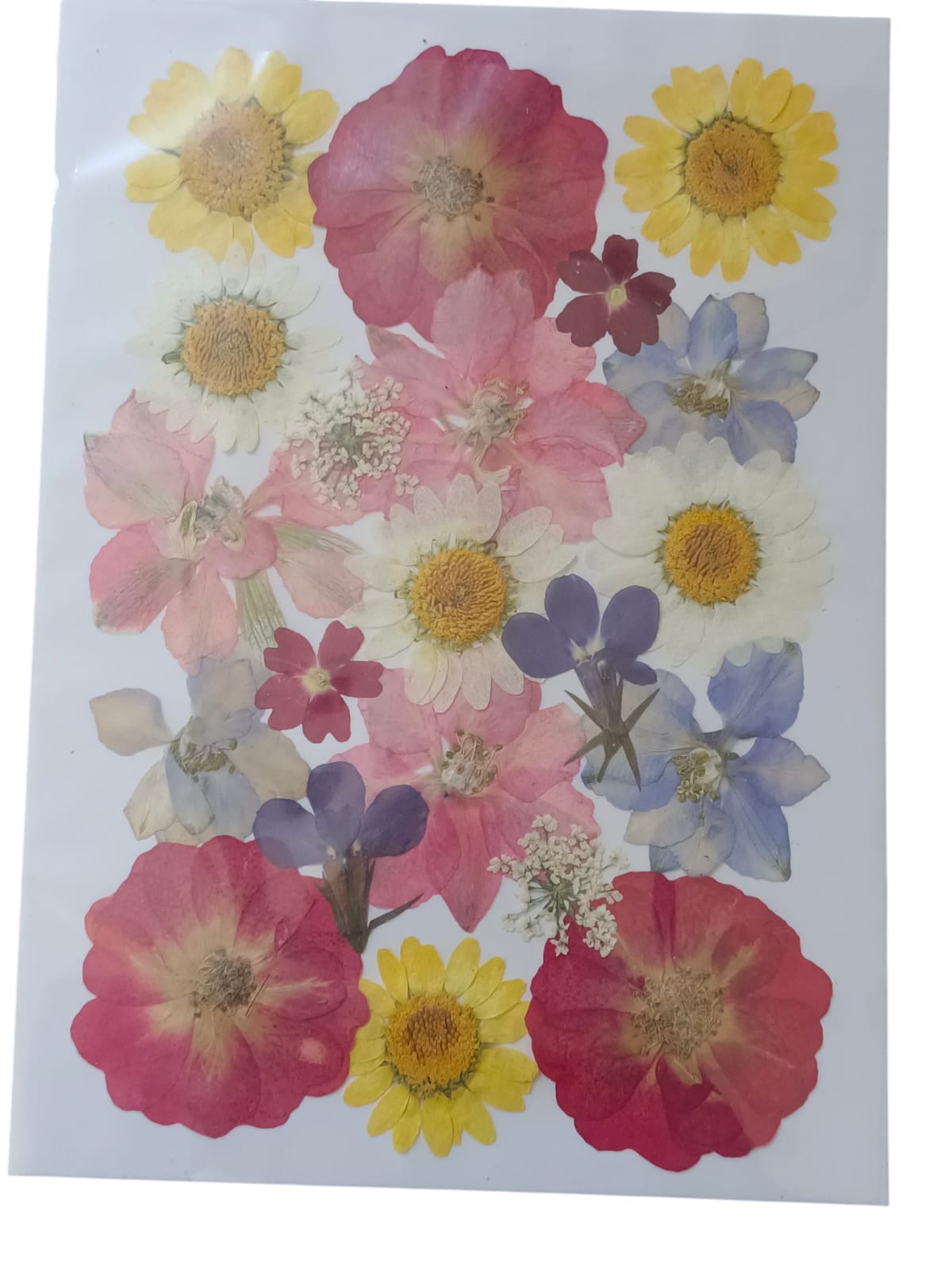 PRESSED DRY FLOWER DFMG0105