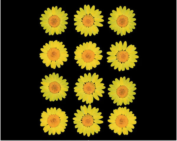 YELLOW DAISY PRESSED DRY FLOWER FL2002