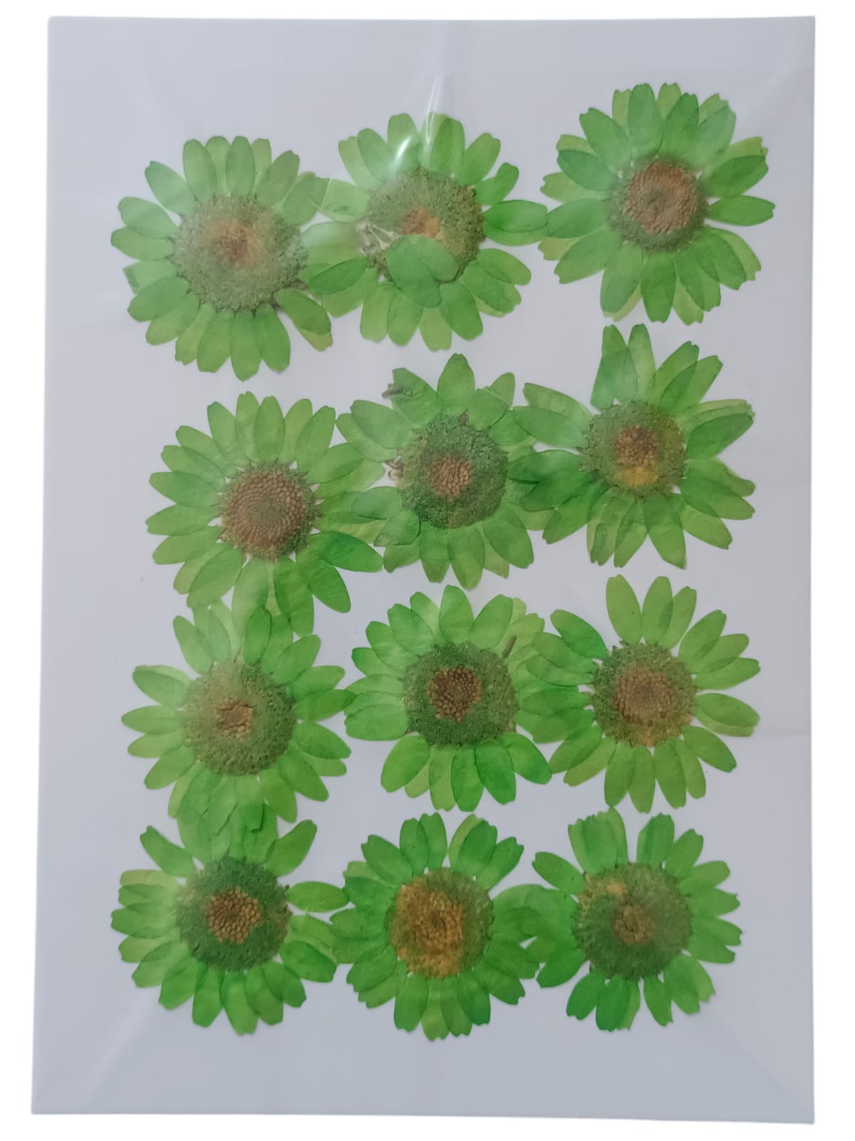 PRESSED DRY FLOWER GREEN