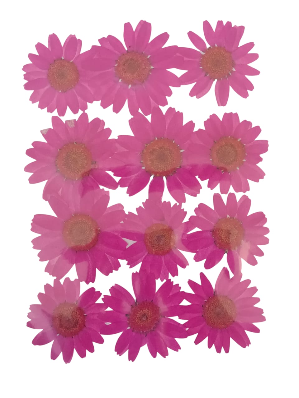 PINK DAISY PRESSED DRY FLOWER